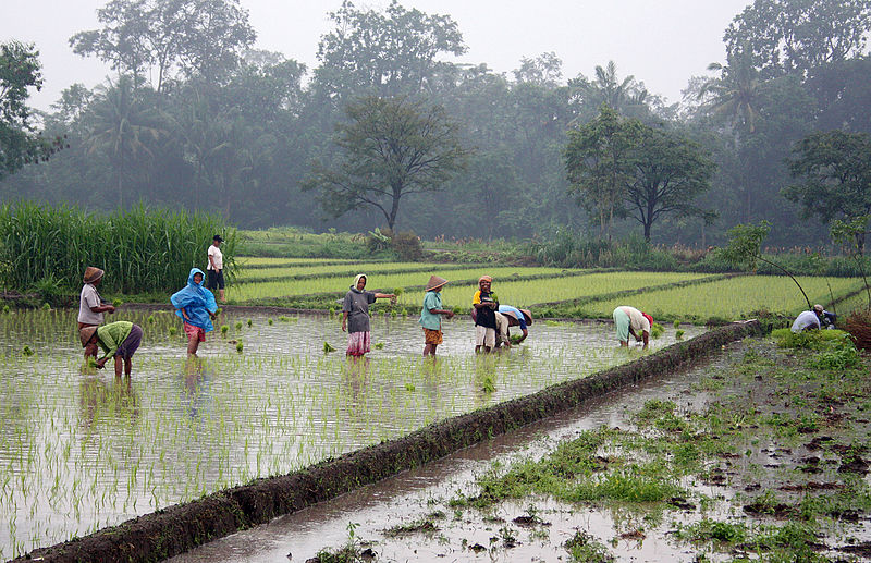 Indonesia muốn sớm nói "không" với nhập khẩu gạo ảnh 1